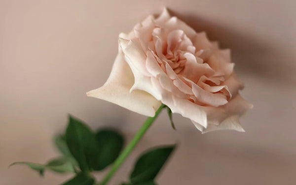 Meanings Behind The Number (And Colour) Of Roses You Give
