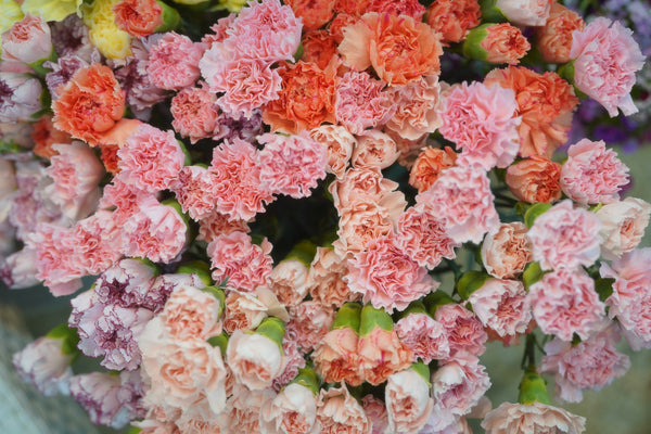 Why Carnations Remain The Top Mother's Day Flowers