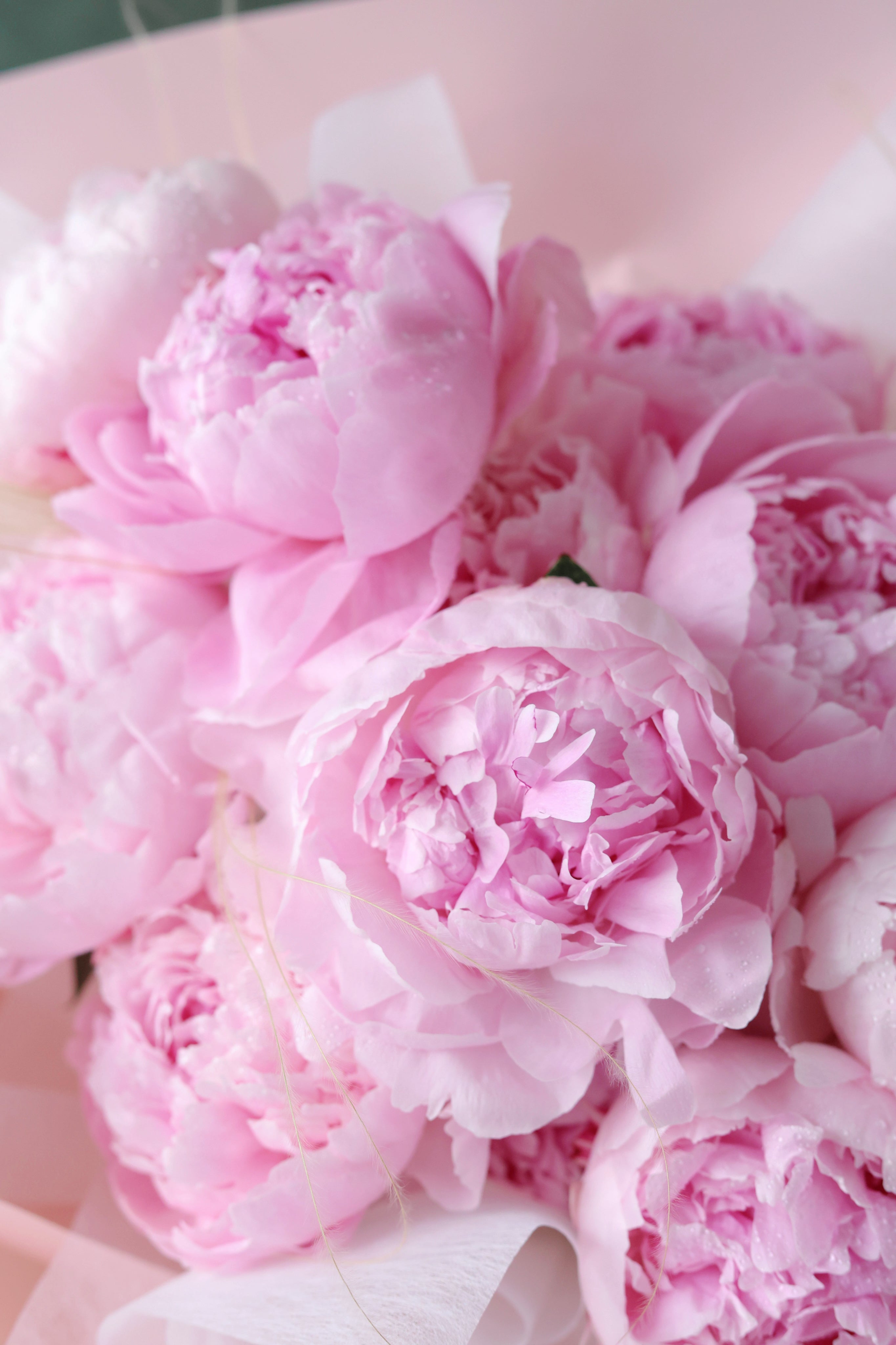 Peony Collection