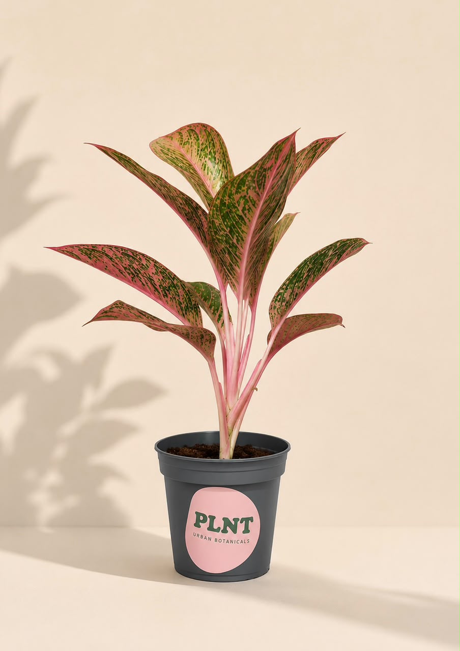 Aglaonema Fantasy
