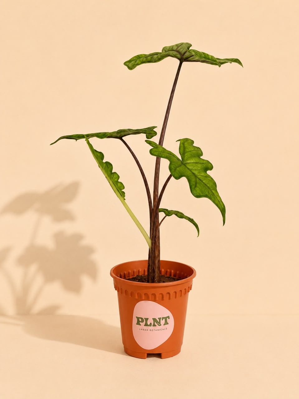 Alocasia Jacklyn
