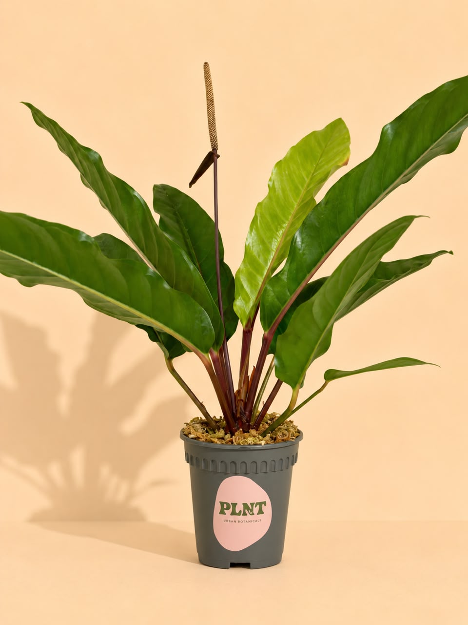 Anthurium Renaissance