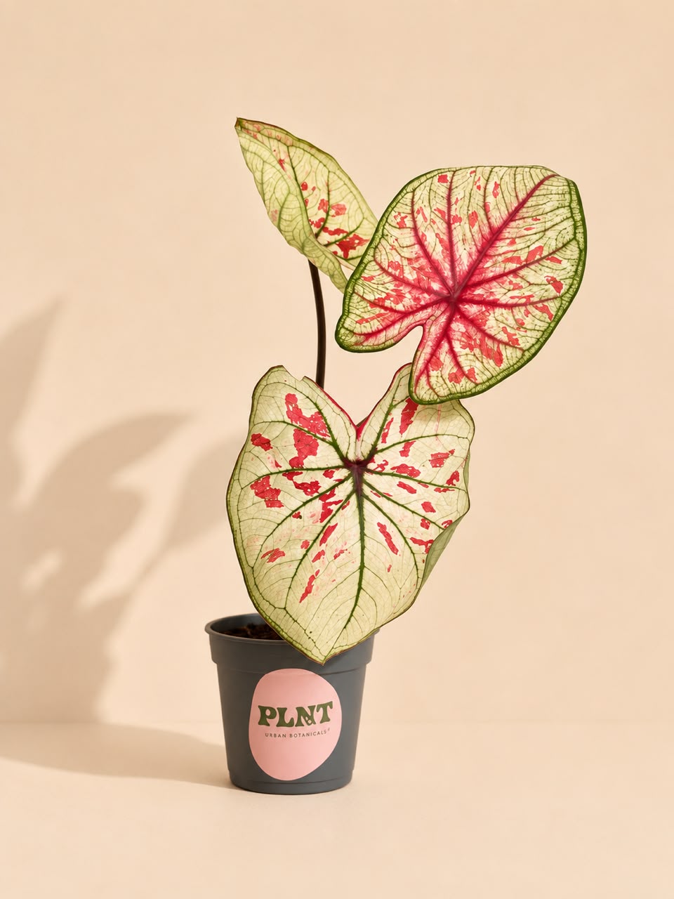 Caladium Tootsie