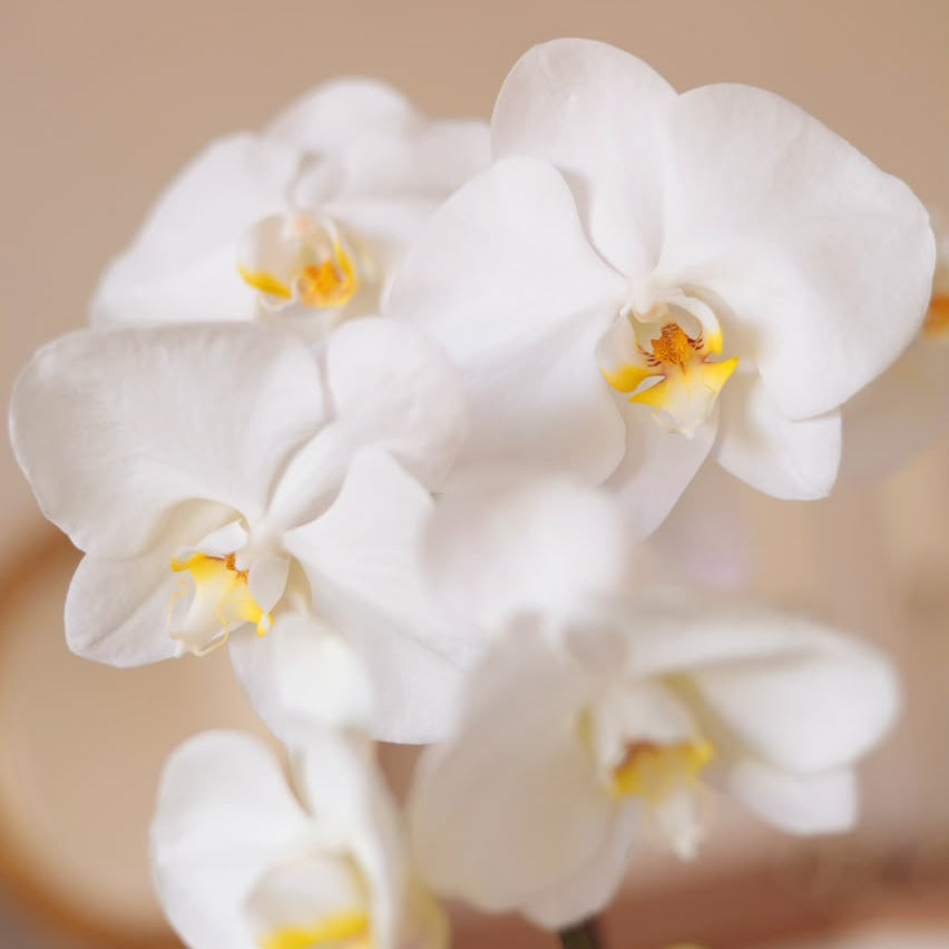 White Phalaenopsis Orchid in Pot