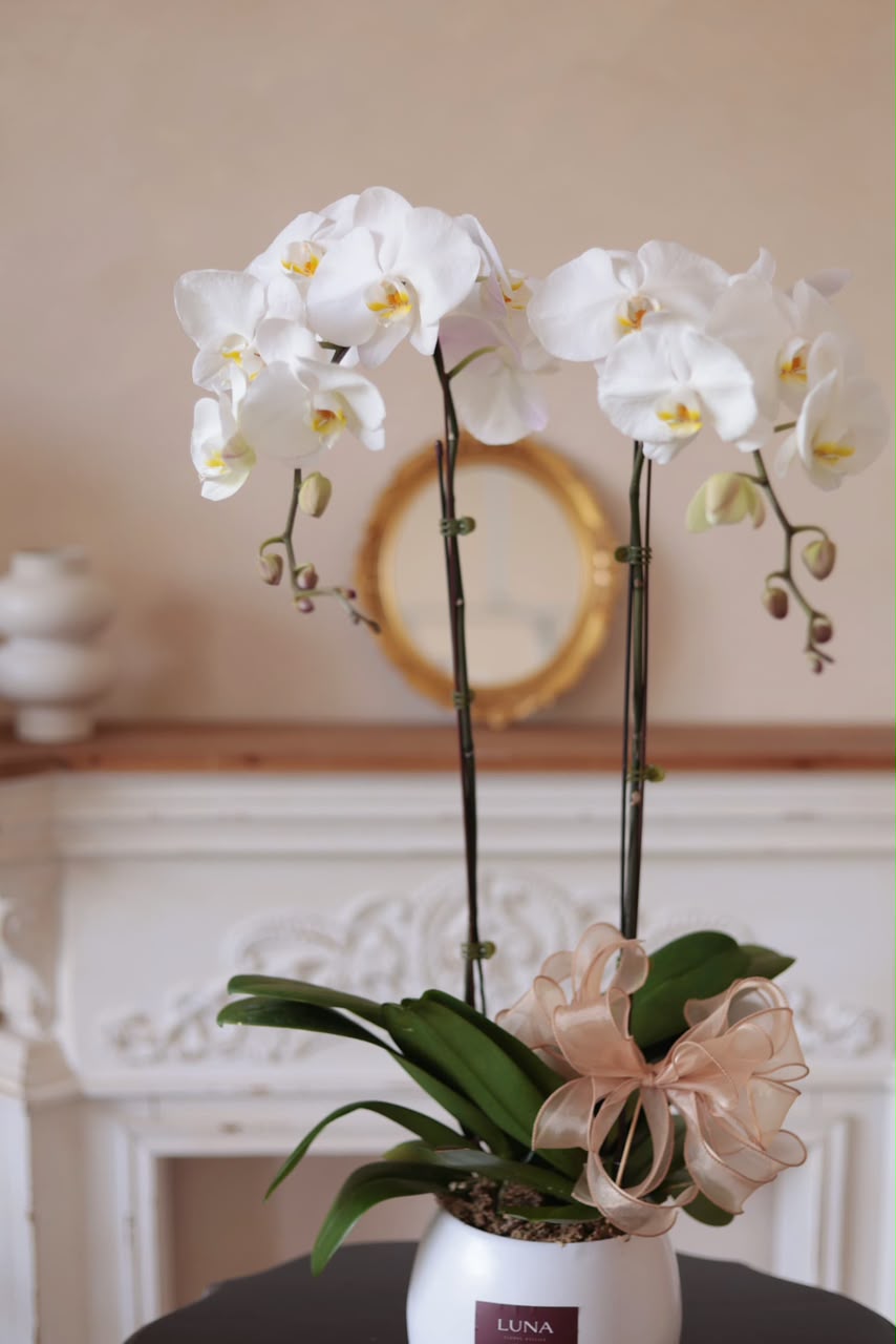 White Phalaenopsis Orchid in Pot