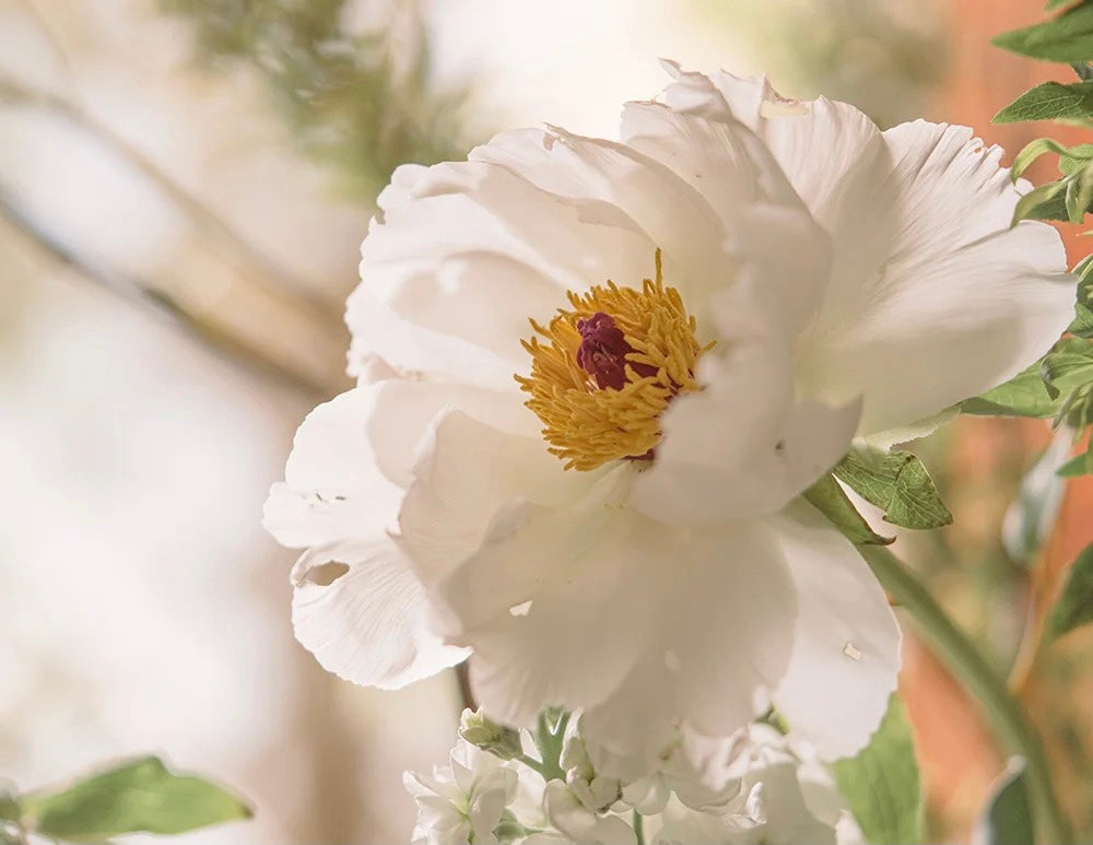 How To Revive Your Bouquet From The Heat