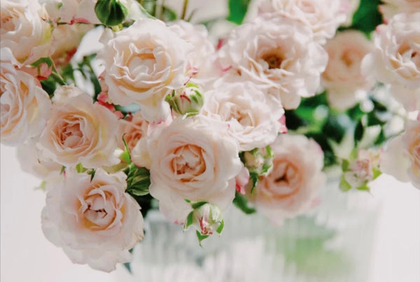 Everything You Need To Know About Your Roses