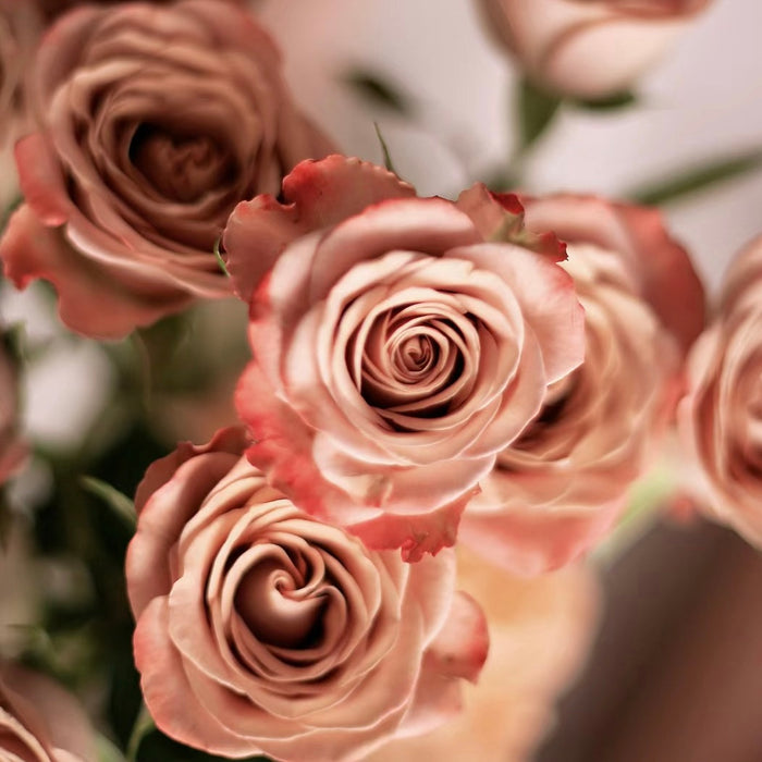 Toffee Roses Real Cappuccino Rose vs Quicksand Rose vs Toffee Rose vs Menta Rose