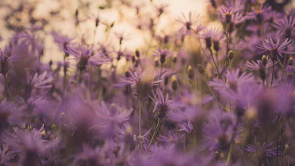 Amethyst - The Enchanting February Birthstone