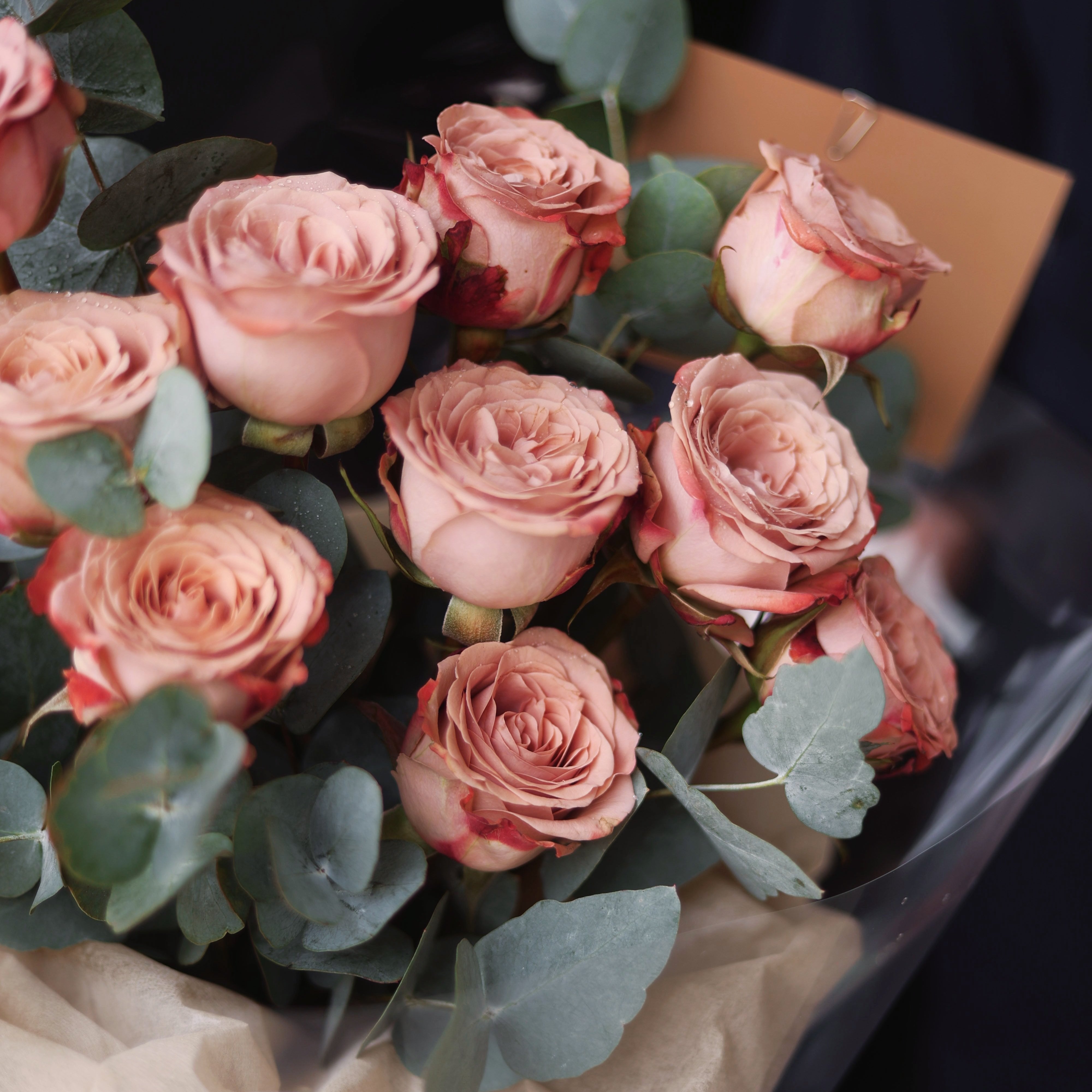 Brown / Beige Edition