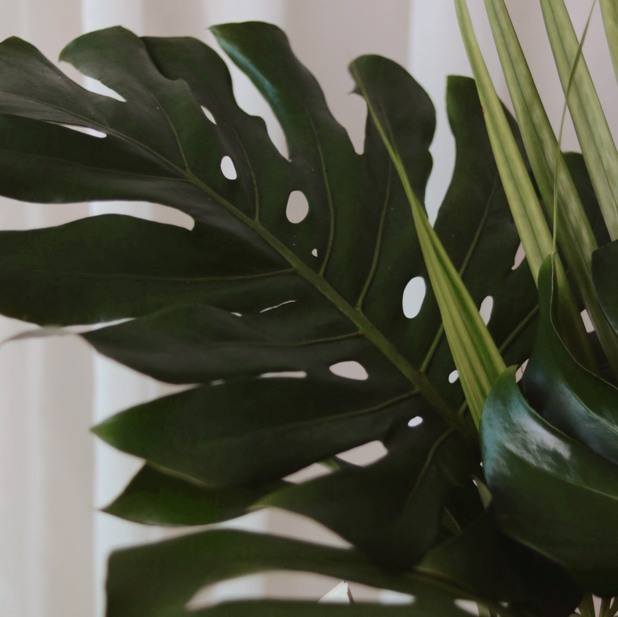 Plants
