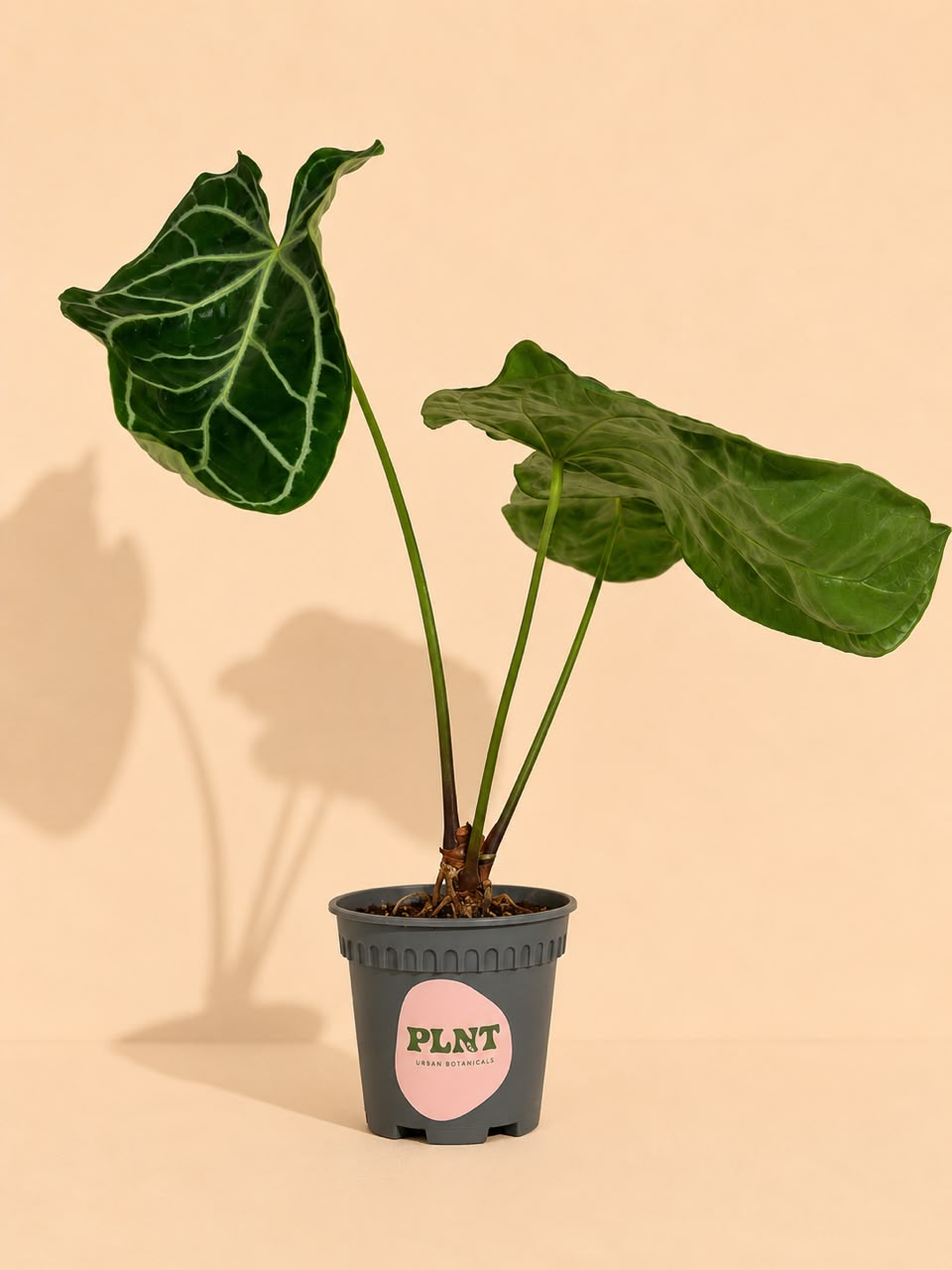 Anthurium Crystalllinum