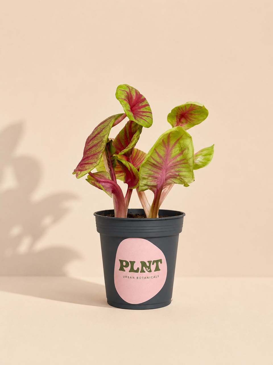 Caladium Tigeress