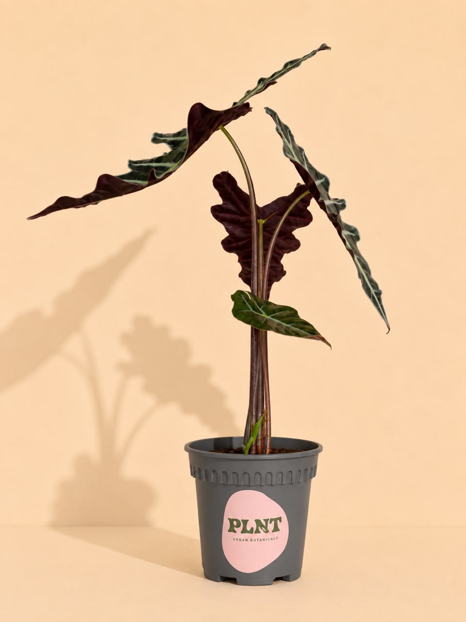 Alocasia Nobilis