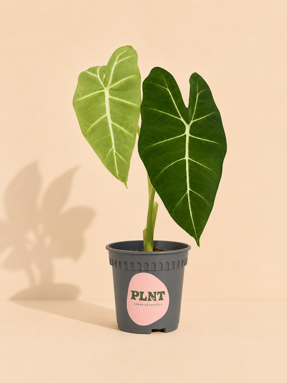 Alocasia Green Velvet