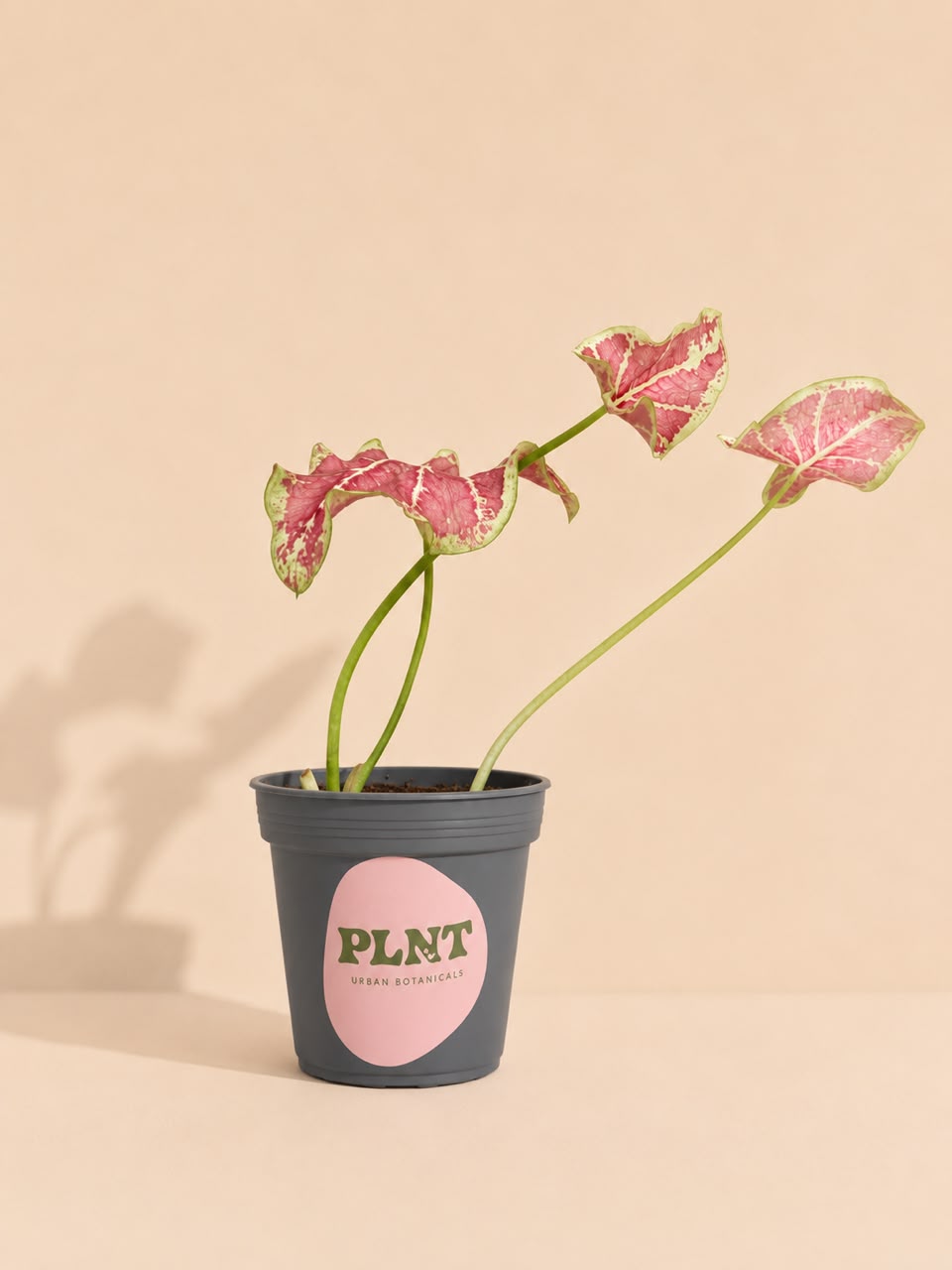 Caladium Pinklady
