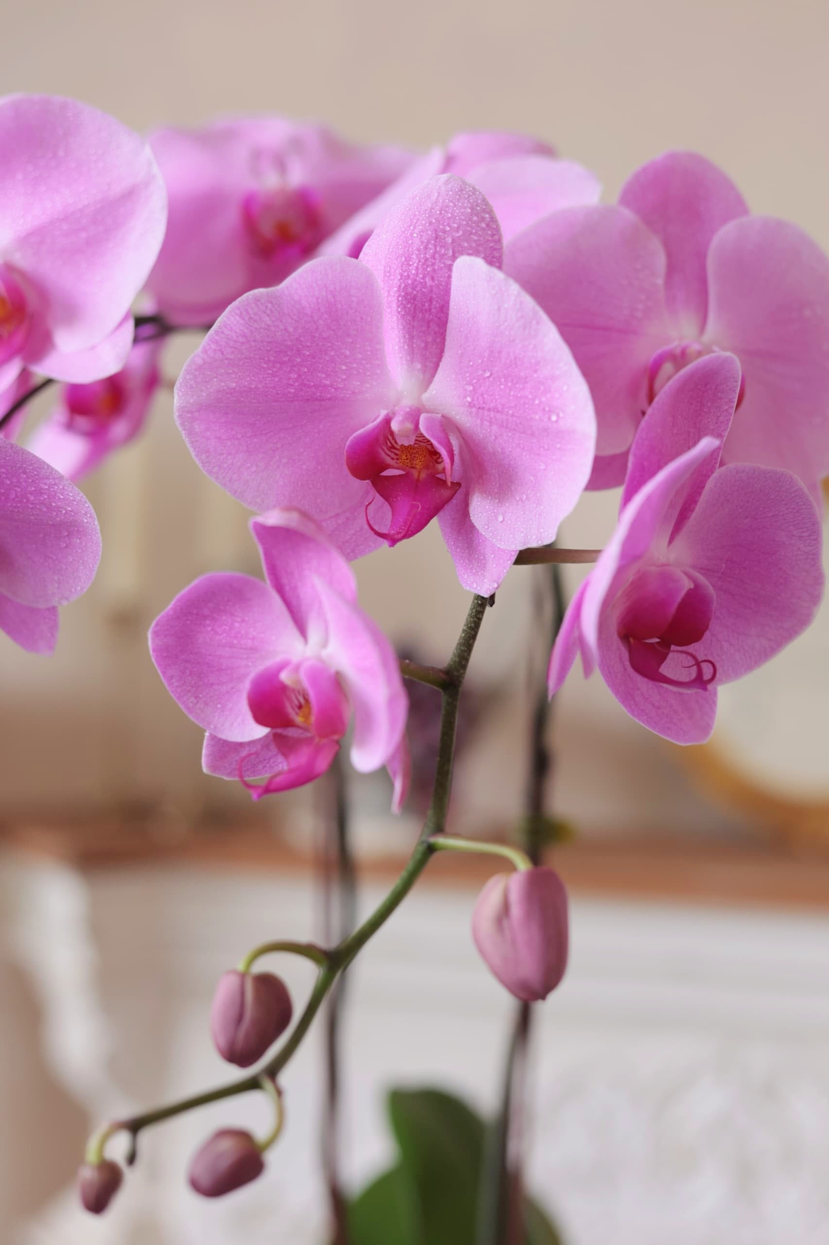 Purple Phalaenopsis Orchid in Pot