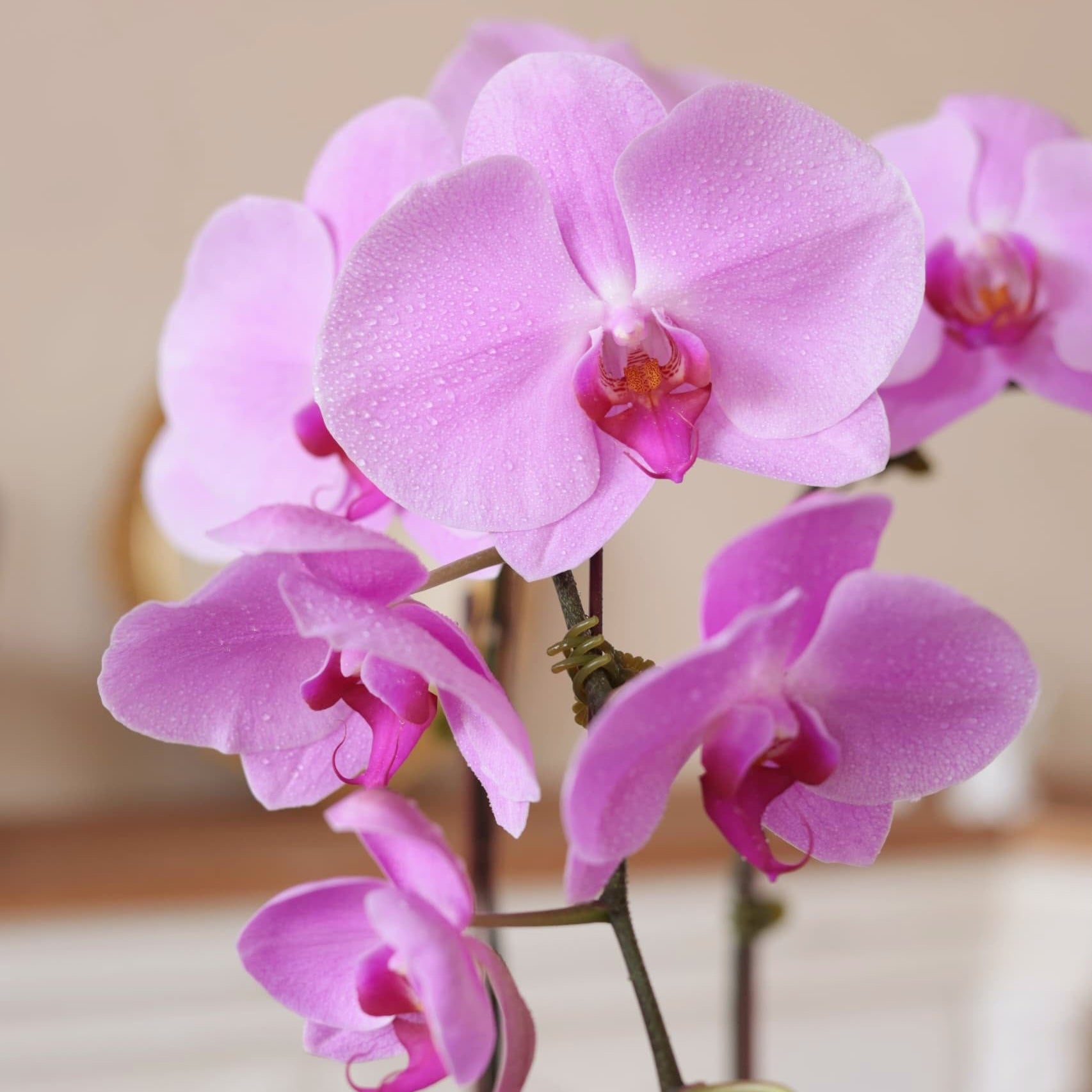 Purple Phalaenopsis Orchid in Pot