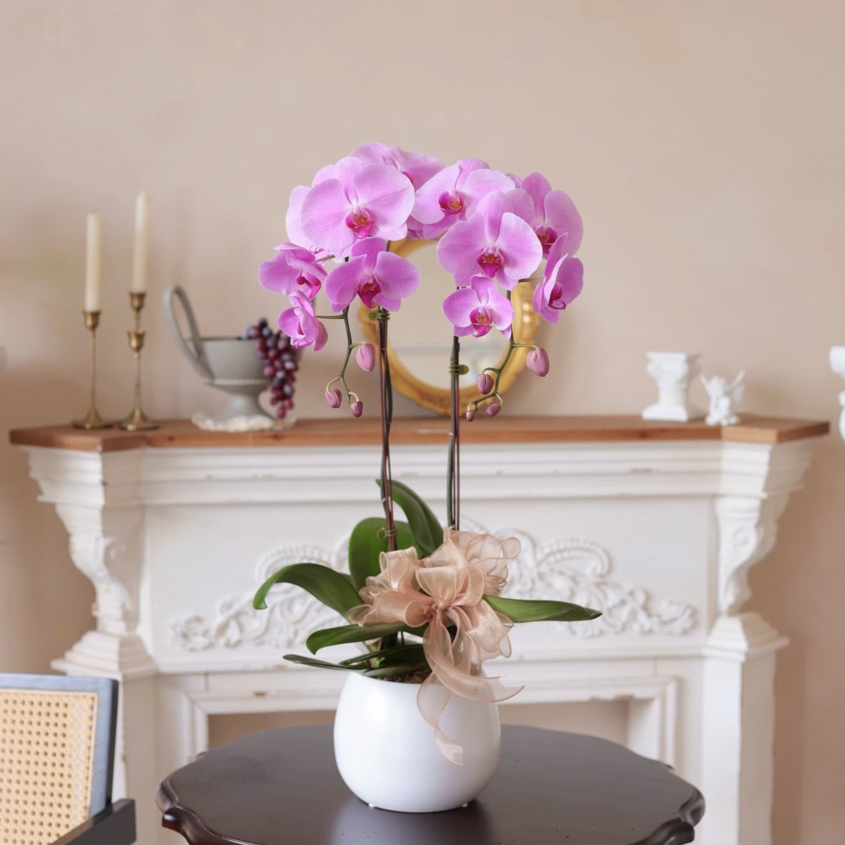 Purple Phalaenopsis Orchid in Pot