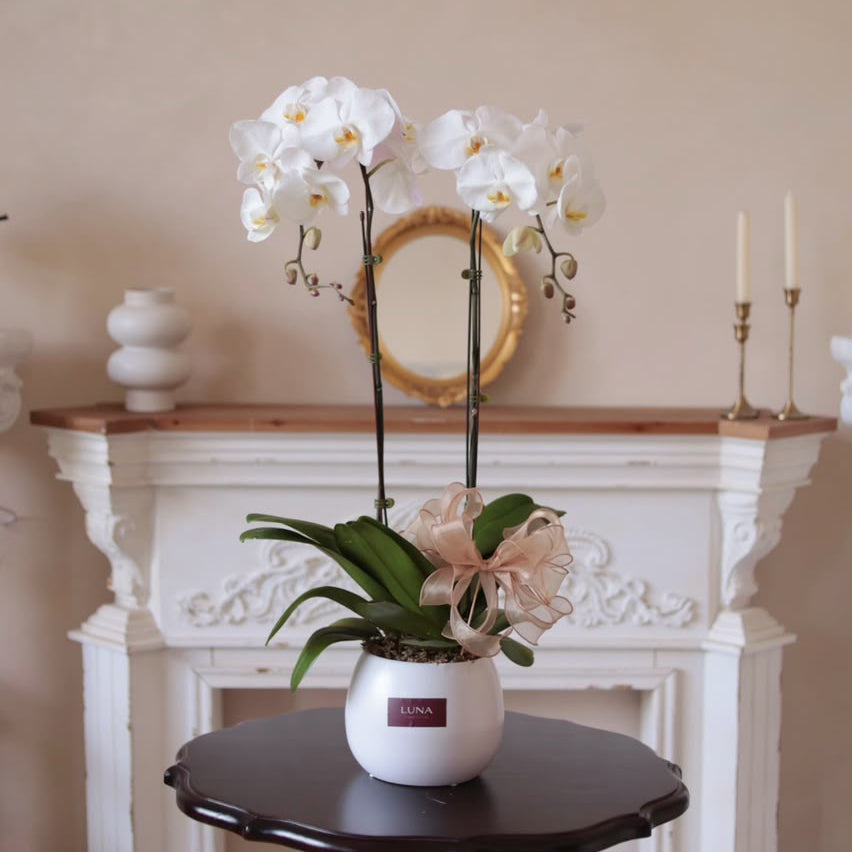 White Phalaenopsis Orchid in Pot