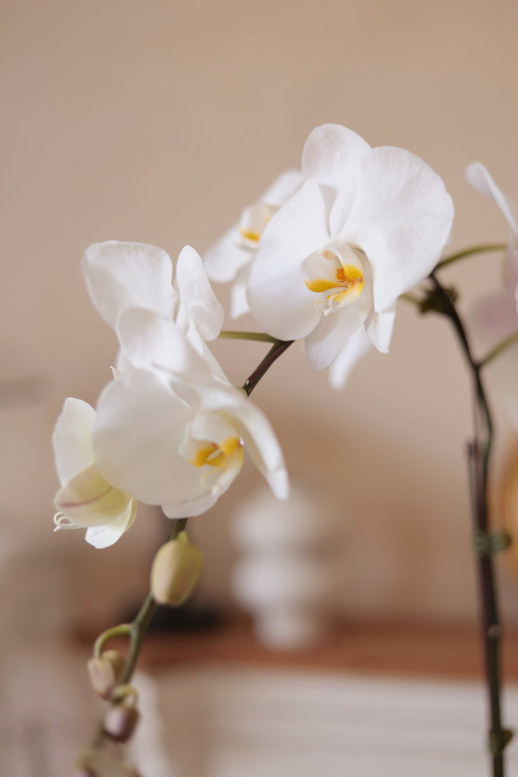 White Phalaenopsis Orchid in Pot