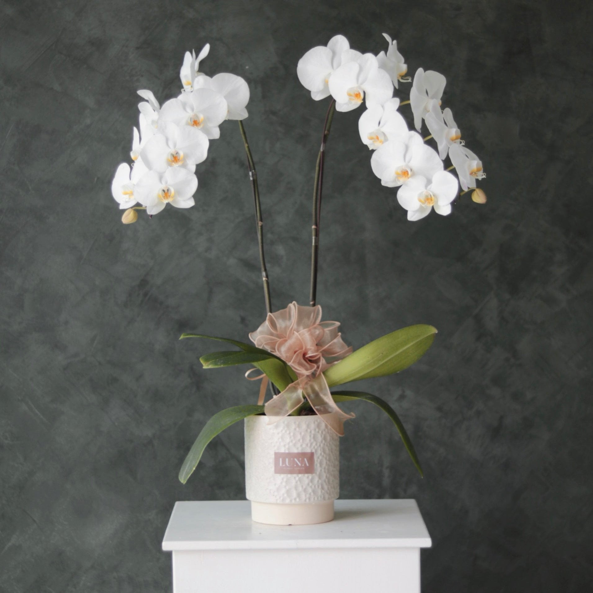 Phalaenopsis Orchid (2 stalks)