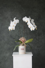 Phalaenopsis Orchid (2 stalks)
