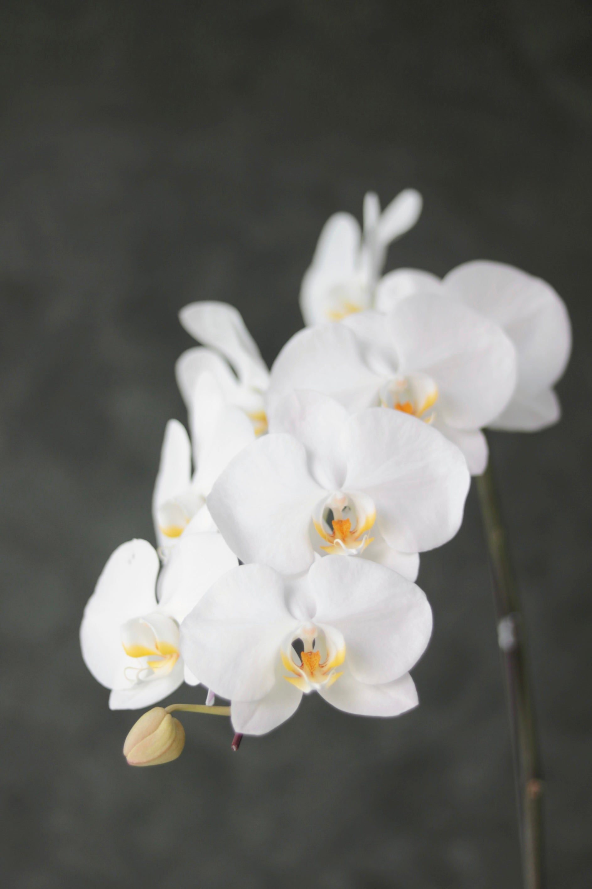 Phalaenopsis Orchid (2 stalks)
