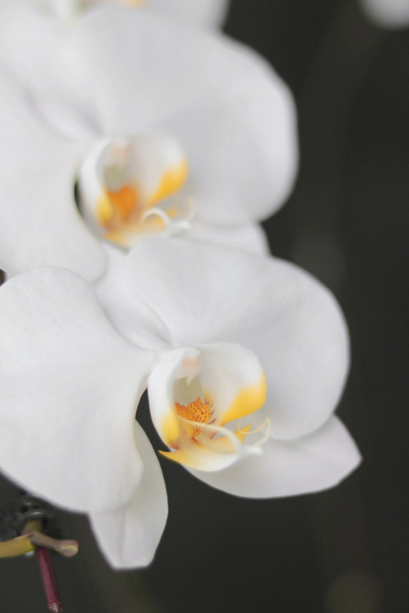 Phalaenopsis Orchid (2 stalks)