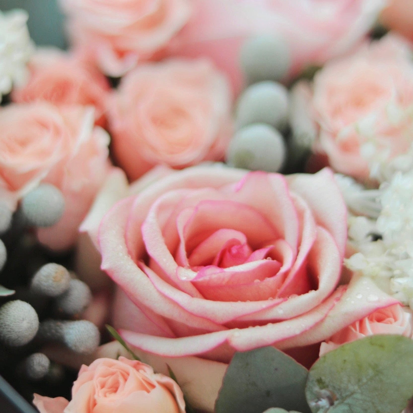 Blush Rose