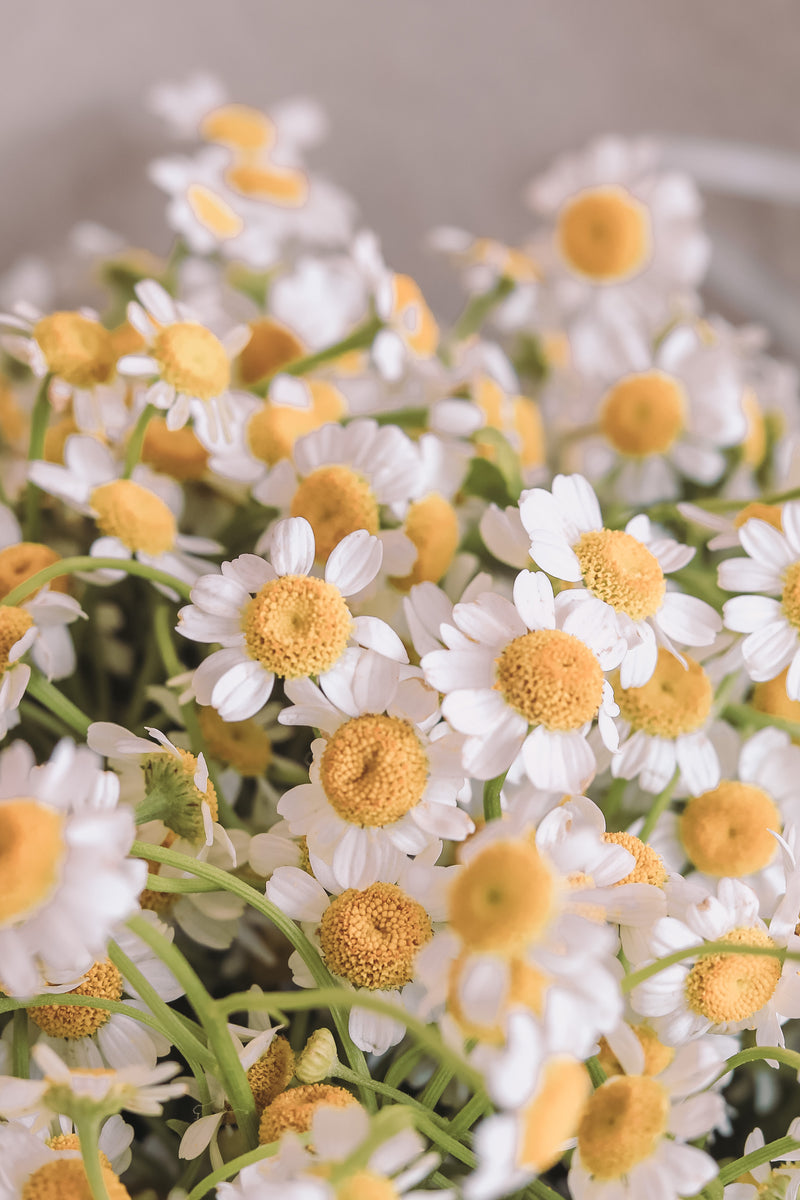 Chamomile